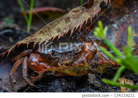 Freshwater crabs moving on land 134219221