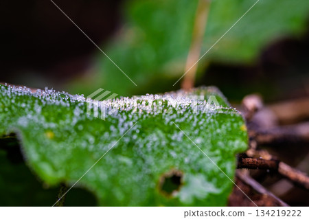 霜已降臨，樹葉上覆蓋著一層白冰。 134219222