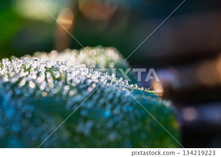 霜凍的清晨，陽光照耀著閃閃發光的樹葉 134219223