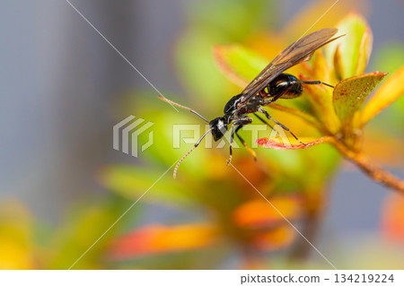 刺蟻女王 134219224