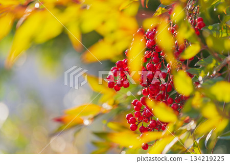 南天竹樹的紅色果實在陽光下閃閃發光 134219225