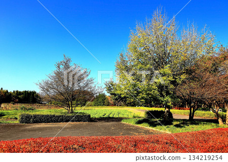 道之湖畔國立公園的秋景 134219254