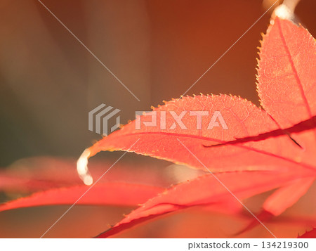 Autumn leaves red leaves Autumn leaves red leaves 134219300