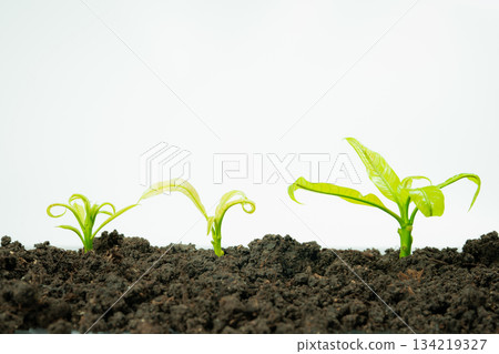 web banner business and finance investment and saving activity with small tree on gold coin arrange on soil and white isolated background 134219327