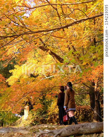 Autumn park couple autumn leaves 134219395