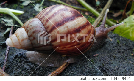 A garden snail crawls on the mossy ground. 134219405