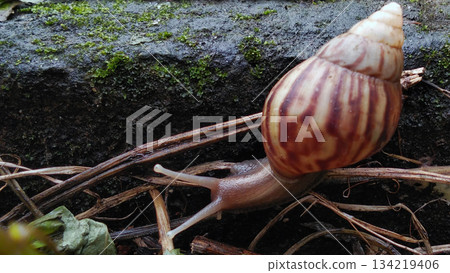 A garden snail crawls on the mossy ground. 134219406