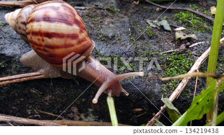 A garden snail crawls on the mossy ground. 134219438