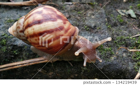A garden snail crawls on the mossy ground. A garden snail crawls on the mossy ground. 134219439