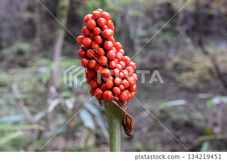 Mamshitsa Mamshitsa 134219451