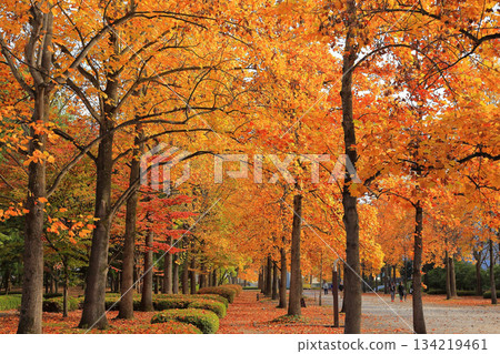 Yamagata Prefectural Sports Park Icho Namiki Yamagata Prefectural Sports Park Icho Namiki 134219461