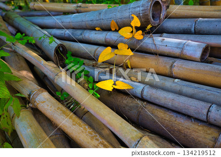 Fall of bamboo forest 134219512