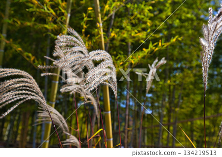 竹林的秋天 竹林的秋天 134219513