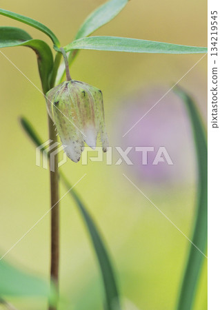 Coshino novo flower 134219545