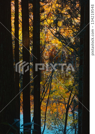 瞥見秋葉那光澤而神秘的景象 134219548