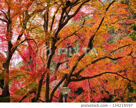 高知縣秋葉 134219597