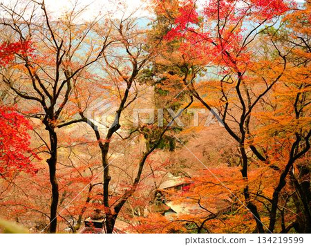 Kochi Prefecture Autumn leaves Kochi Prefecture Autumn leaves 134219599