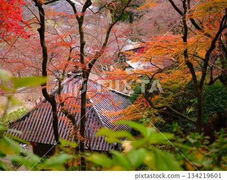 Kochi Prefecture Autumn leaves Kochi Prefecture Autumn leaves 134219601
