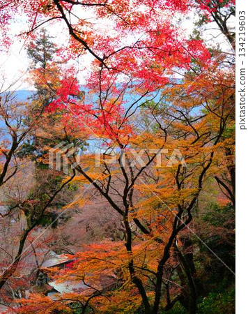Kochi Prefecture Autumn leaves 134219603