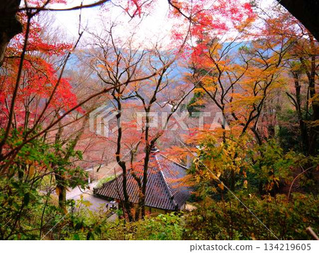 Kochi Prefecture Autumn leaves 134219605
