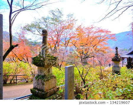 Kochi Prefecture Autumn leaves Kochi Prefecture Autumn leaves 134219607