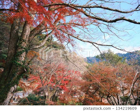 Kochi Prefecture Autumn leaves Kochi Prefecture Autumn leaves 134219609