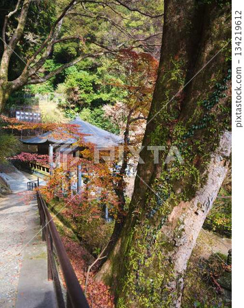 Kochi Prefecture Autumn leaves Kochi Prefecture Autumn leaves 134219612