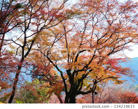 Kochi Prefecture Autumn leaves 134219615