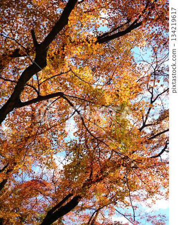 Kochi Prefecture Autumn leaves Kochi Prefecture Autumn leaves 134219617