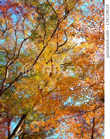 Kochi Prefecture Autumn leaves Kochi Prefecture Autumn leaves 134219619