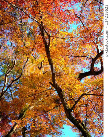 Kochi Prefecture Autumn leaves Kochi Prefecture Autumn leaves 134219622