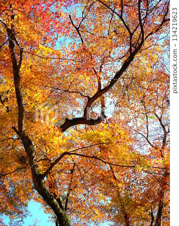 Kochi Prefecture Autumn leaves Kochi Prefecture Autumn leaves 134219623