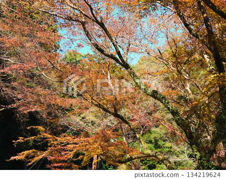 Kochi Prefecture Autumn leaves 134219624
