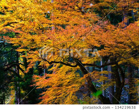 Kochi Prefecture Autumn leaves Kochi Prefecture Autumn leaves 134219638