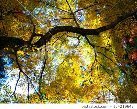 Kochi Prefecture Autumn leaves Kochi Prefecture Autumn leaves 134219642