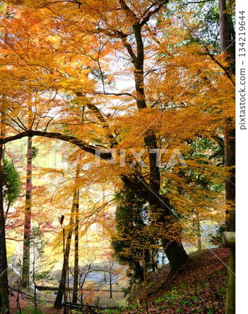 Kochi Prefecture Autumn leaves Kochi Prefecture Autumn leaves 134219644