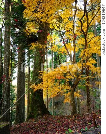 Kochi Prefecture Autumn leaves 134219647
