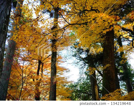 Kochi Prefecture Autumn leaves Kochi Prefecture Autumn leaves 134219648