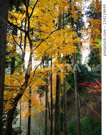 高知縣秋葉 134219649