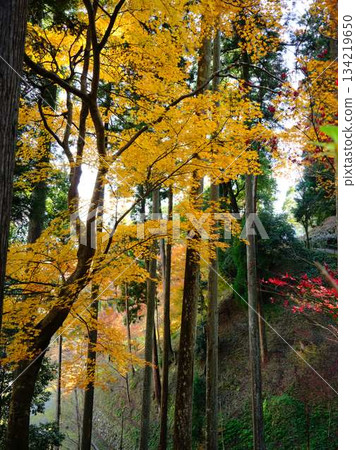 Kochi Prefecture Autumn leaves Kochi Prefecture Autumn leaves 134219650