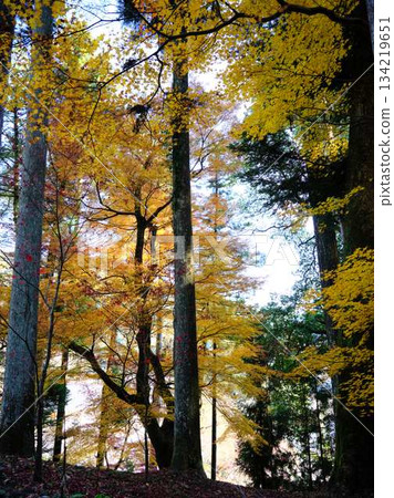 Kochi Prefecture Autumn leaves Kochi Prefecture Autumn leaves 134219651