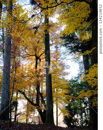Kochi Prefecture Autumn leaves Kochi Prefecture Autumn leaves 134219652