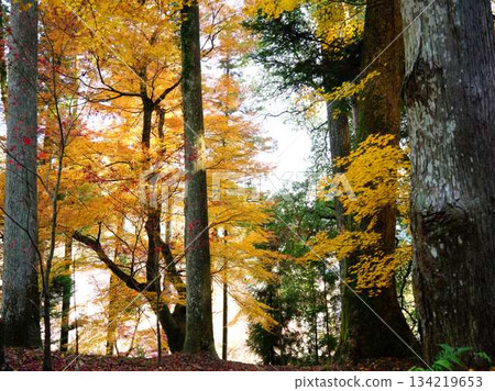 Kochi Prefecture Autumn leaves Kochi Prefecture Autumn leaves 134219653