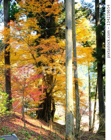 Kochi Prefecture Autumn leaves 134219654