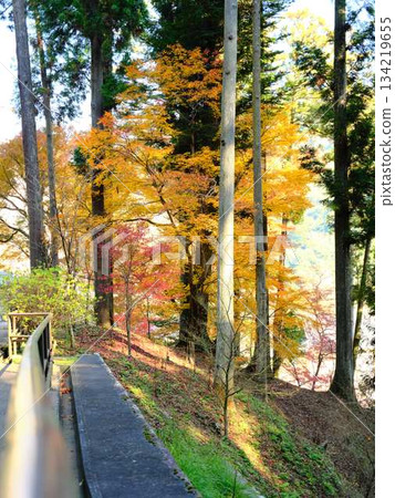 Kochi Prefecture Autumn leaves 134219655