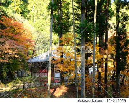 Kochi Prefecture Autumn leaves Kochi Prefecture Autumn leaves 134219659