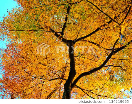 Kochi Prefecture Autumn leaves Kochi Prefecture Autumn leaves 134219665