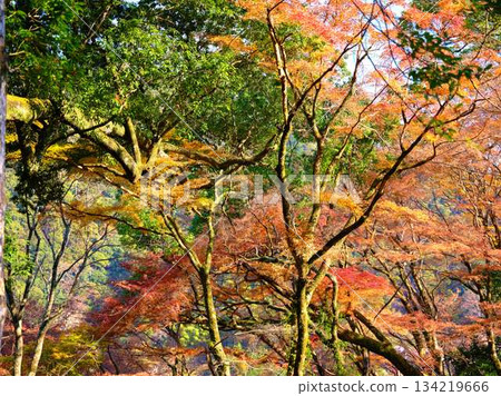Kochi Prefecture Autumn leaves Kochi Prefecture Autumn leaves 134219666