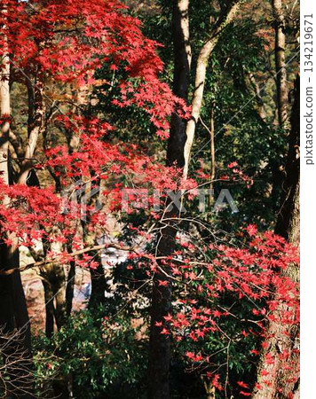 Kochi Prefecture Autumn leaves 134219671