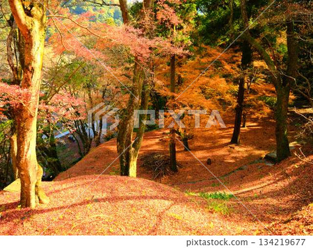 Kochi Prefecture Autumn leaves 134219677